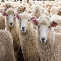 گروه-گوسفنده-زنده-لایو-شیپ